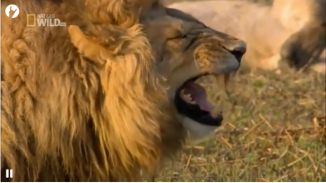 Хохочущий лев