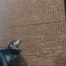 Фото Котопрыг. История красивого полета из раздела GIF | Vine | Coub / кошки