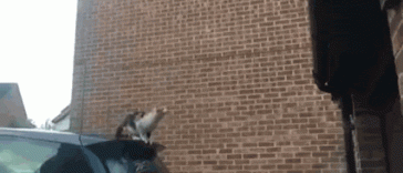 Фото Котопрыг. История красивого полета из раздела GIF | Vine | Coub / кошки