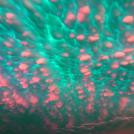 Фото Сюрреализм из раздела  /