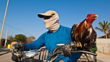 У кого-то на велике звонок, а у кого-то петух