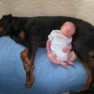 Фото Грудные дети и собаки (подборка из 35 фото) из раздела  /