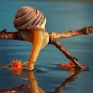 Фото Странная жизнь улиток (9  фото) из раздела  /