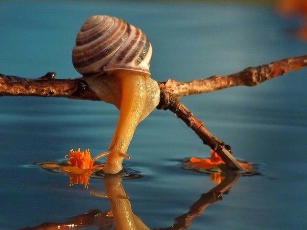 Фото Странная жизнь улиток (9  фото) из раздела  /