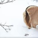 Фото Тим Флеч: креативные фотографии лошадей (30 фото) из раздела  /