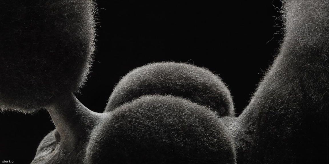 Фото Креативный фотограф Тим Флэч и его животные (46 фото) из раздела  /