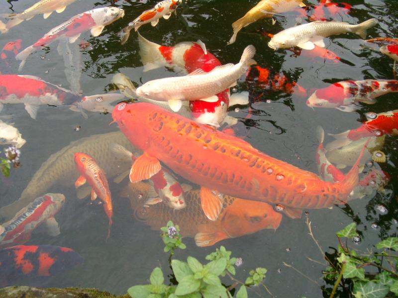 koikarpfen_012
