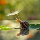 Фото Странная жизнь улиток (9  фото) из раздела  /