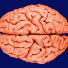 Фото Миф: мы используем только несколько процентов мозга из раздела  /