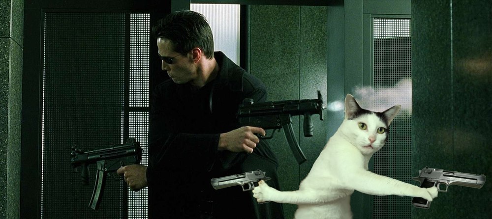 Фото Фотожабы на странного котейку из раздела  /