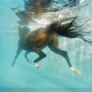 Фото Тим Флеч: креативные фотографии лошадей (30 фото) из раздела  /