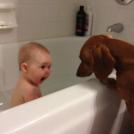 Фото Дети и собаки купаются вместе (позитивная подборка из 19 фото) из раздела  /