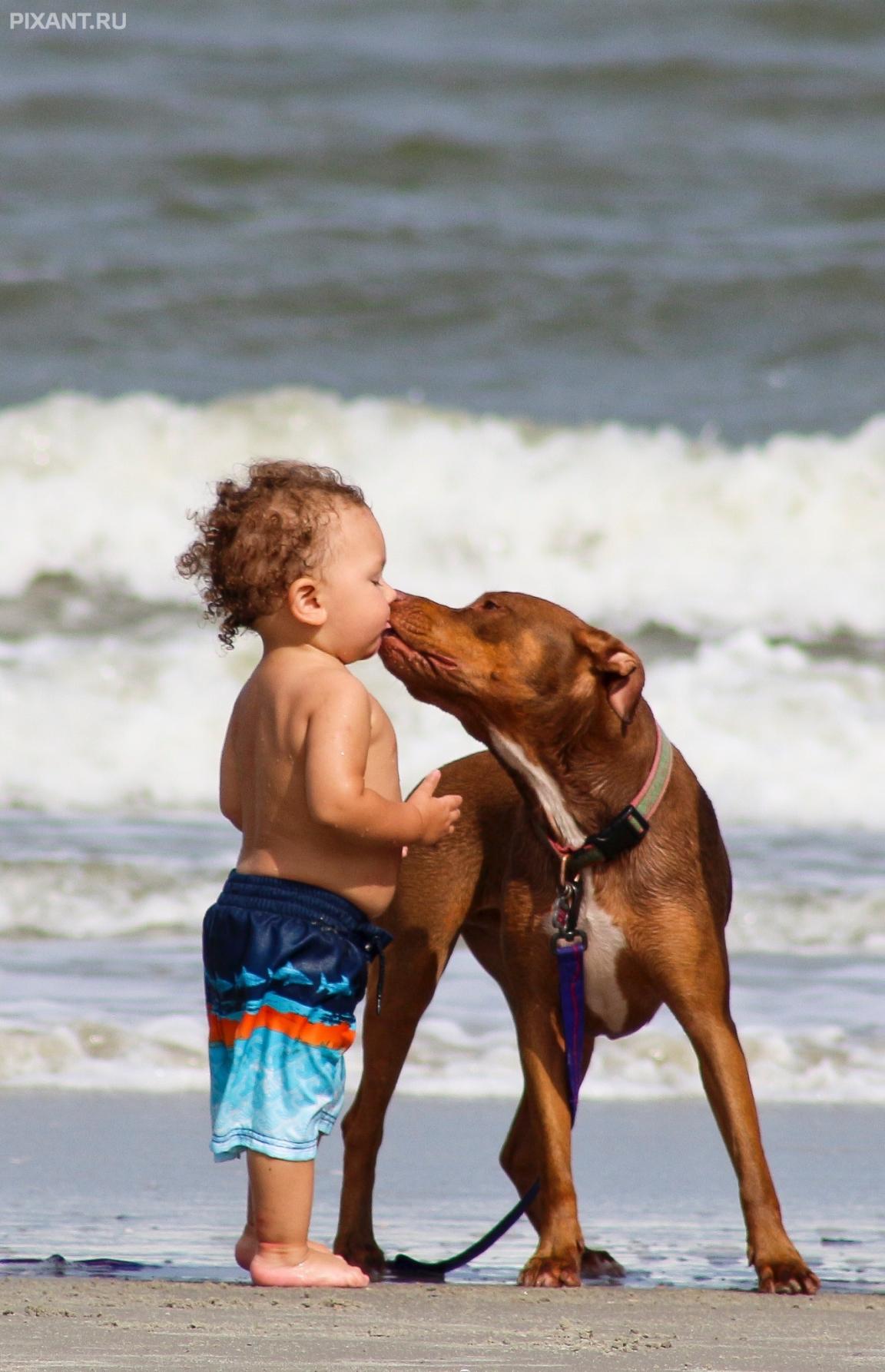 Фото Дети и собаки гуляют вместе (подборка из 24 фото) из раздела  /