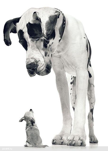 Фото Креативный фотограф Тим Флэч и его животные (46 фото) из раздела  /