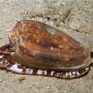 Фото Зачем некоторым животным нужен супер-яд? (15 фото) из раздела  /