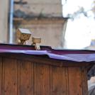 Фото Третье путешествие человечка из картонных коробок по России (39  фото) из раздела  /