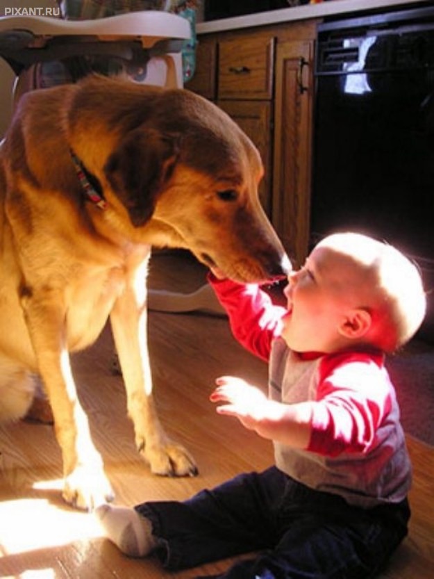 Фото Дети и собаки: лицом к лицу (чудесная подборка из 27 милых фото) из раздела  /