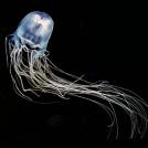 Фото Зачем некоторым животным нужен супер-яд? (15 фото) из раздела  /