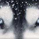 Фото Креативный фотограф Тим Флэч и его животные (46 фото) из раздела  /