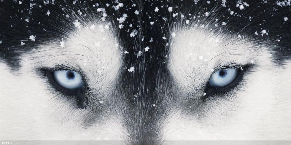 Фото Креативный фотограф Тим Флэч и его животные (46 фото) из раздела  /