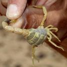 Фото Зачем некоторым животным нужен супер-яд? (15 фото) из раздела /