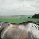 Фото Тим Флеч: креативные фотографии лошадей (30 фото) из раздела  /