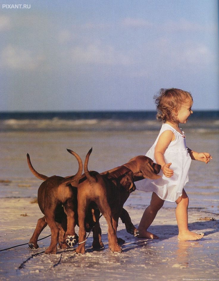 Фото Дети и собаки гуляют вместе (подборка из 24 фото) из раздела  /