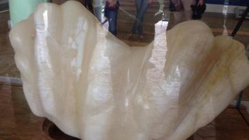 Фото Филиппинец 10 лет хранил жемчужину за $100 миллионов (6 фото) из раздела  /