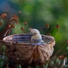 Фото Странная жизнь улиток (9  фото) из раздела  /