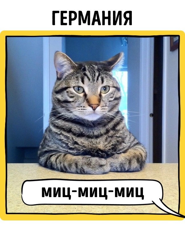 Фото Как в разных странах мира подзывают кошек из раздела /