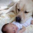 Фото Грудные дети и собаки (подборка из 35 фото) из раздела  /