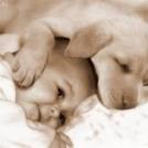 Фото Грудные дети и собаки (подборка из 35 фото) из раздела  /