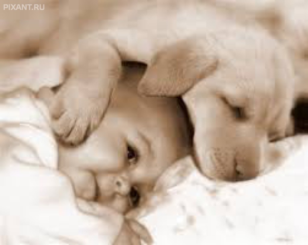 Фото Грудные дети и собаки (подборка из 35 фото) из раздела  /