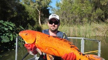 Фото Золотые рыбки мутанты? из раздела Исследование / мифы