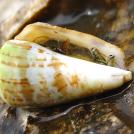 Фото Конус из раздела  /