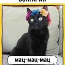 Фото Как в разных странах мира подзывают кошек из раздела  /