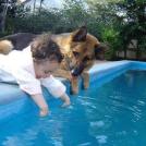 Фото Дети и собаки купаются вместе (позитивная подборка из 19 фото) из раздела  /