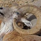 Фото Горного барана убили его собственные рога из раздела Фото / животные