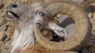 Фото Горного барана убили его собственные рога из раздела Фото / животные