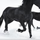 Фото Тим Флеч: креативные фотографии лошадей (30 фото) из раздела  /