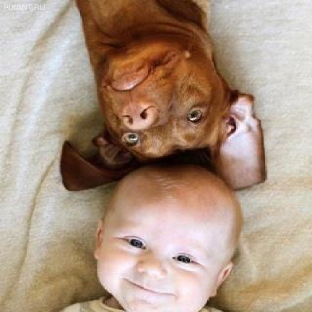 Фото Грудные дети и собаки (подборка из 35 фото) из раздела  /