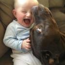 Фото Грудные дети и собаки (подборка из 35 фото) из раздела  /