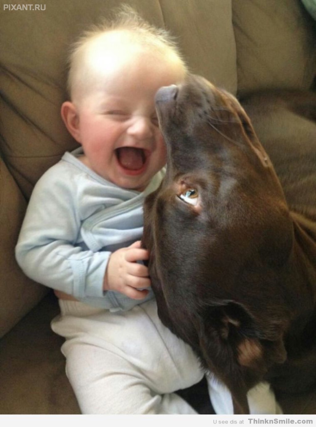 Фото Грудные дети и собаки (подборка из 35 фото) из раздела  /