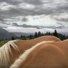 Фото Тим Флеч: креативные фотографии лошадей (30 фото) из раздела  /