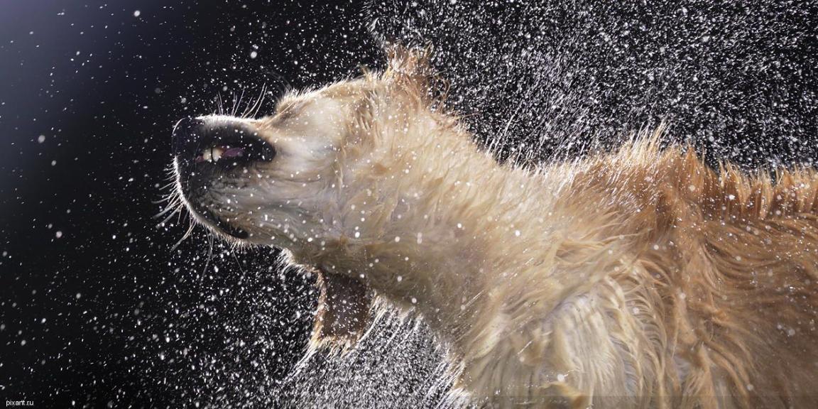Фото Креативный фотограф Тим Флэч и его животные (46 фото) из раздела  /