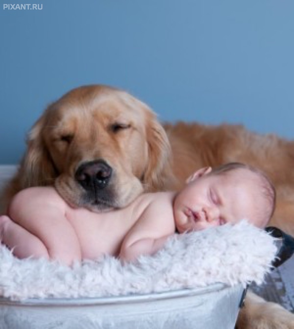 Фото Грудные дети и собаки (подборка из 35 фото) из раздела  /