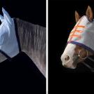 Фото Тим Флеч: креативные фотографии лошадей (30 фото) из раздела  /