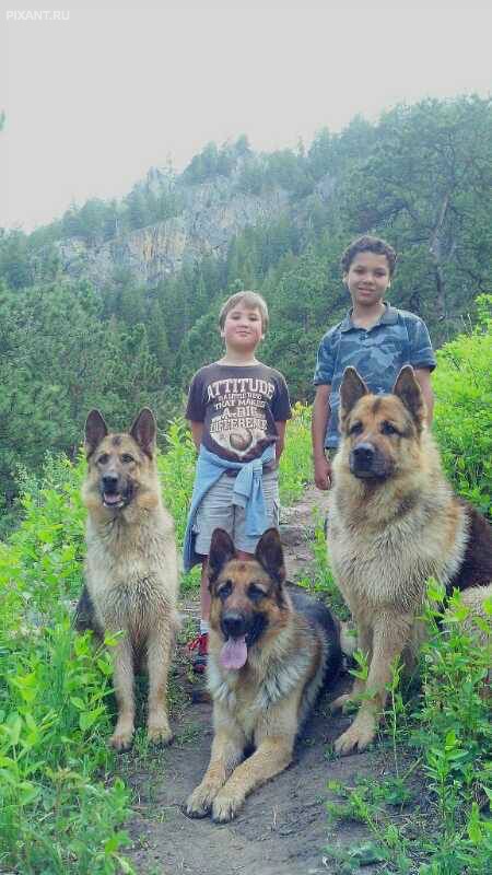 Фото Дети и собаки гуляют вместе (подборка из 24 фото) из раздела  /