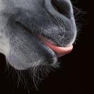 Фото Тим Флеч: креативные фотографии лошадей (30 фото) из раздела  /