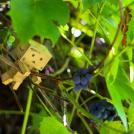 Фото Данбо в России 2: путешествие человечка из картонных коробок (34  фото) из раздела  /